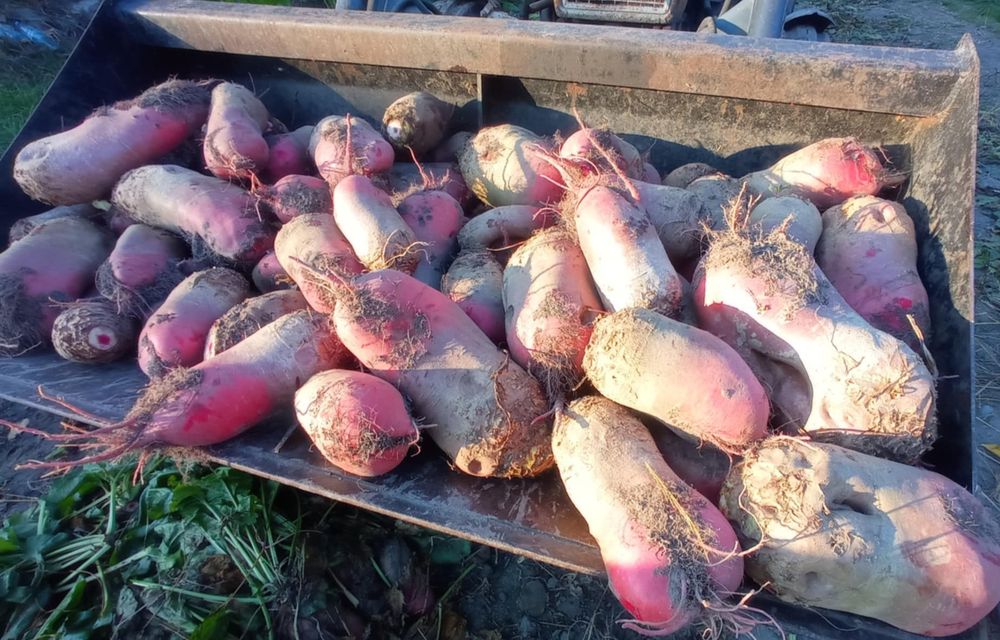 Buraki pastewne czerwone ekologiczne