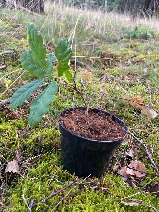 Sadzonki dębu, dąb staropolski sadzonki