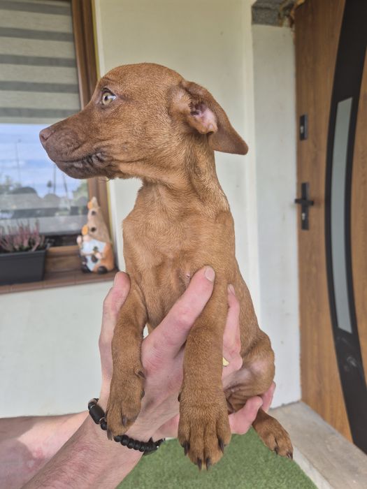 Patterdale terier