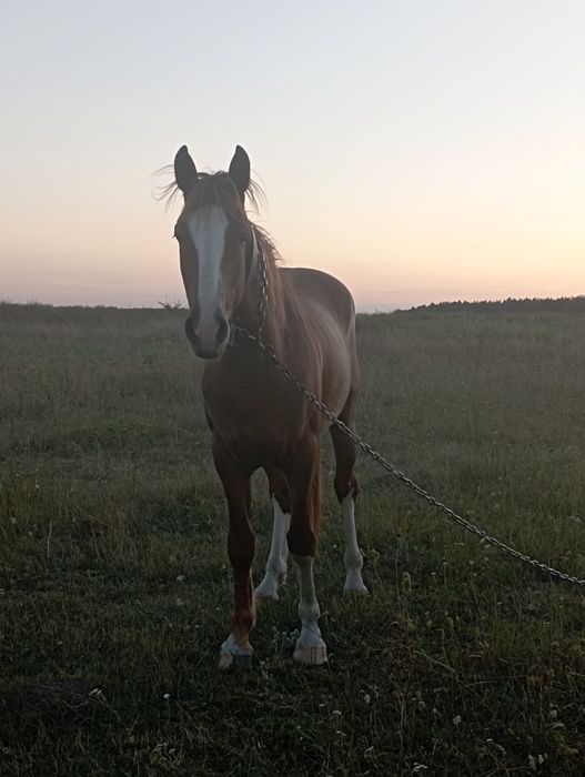 Шукає гарних господарів кінь.