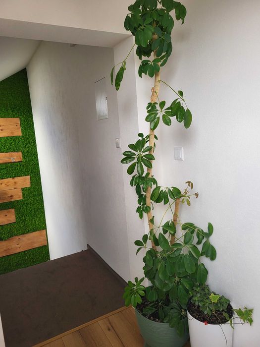 Kwiat doniczkowy szeflera