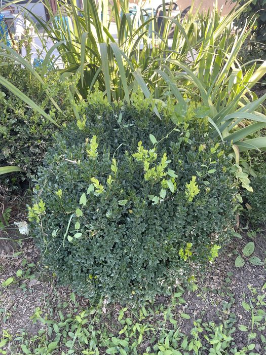 Продам 10летний самшит домашний