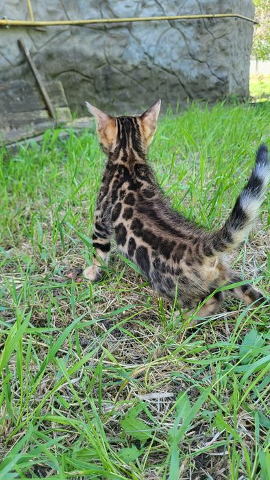 Бенгальские котята wcf