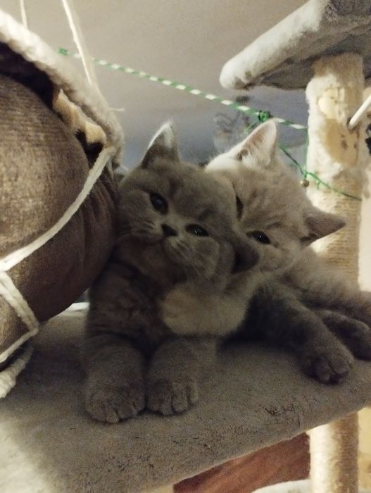 Kotka niebieska brytyjska