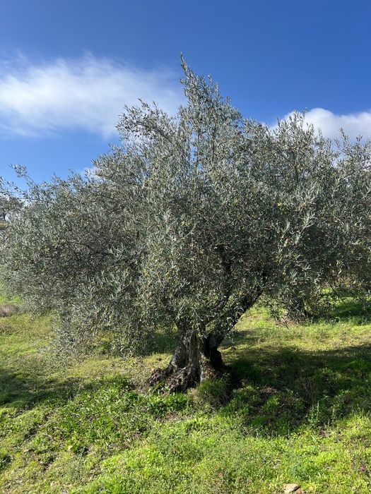 Oliveiras centenárias