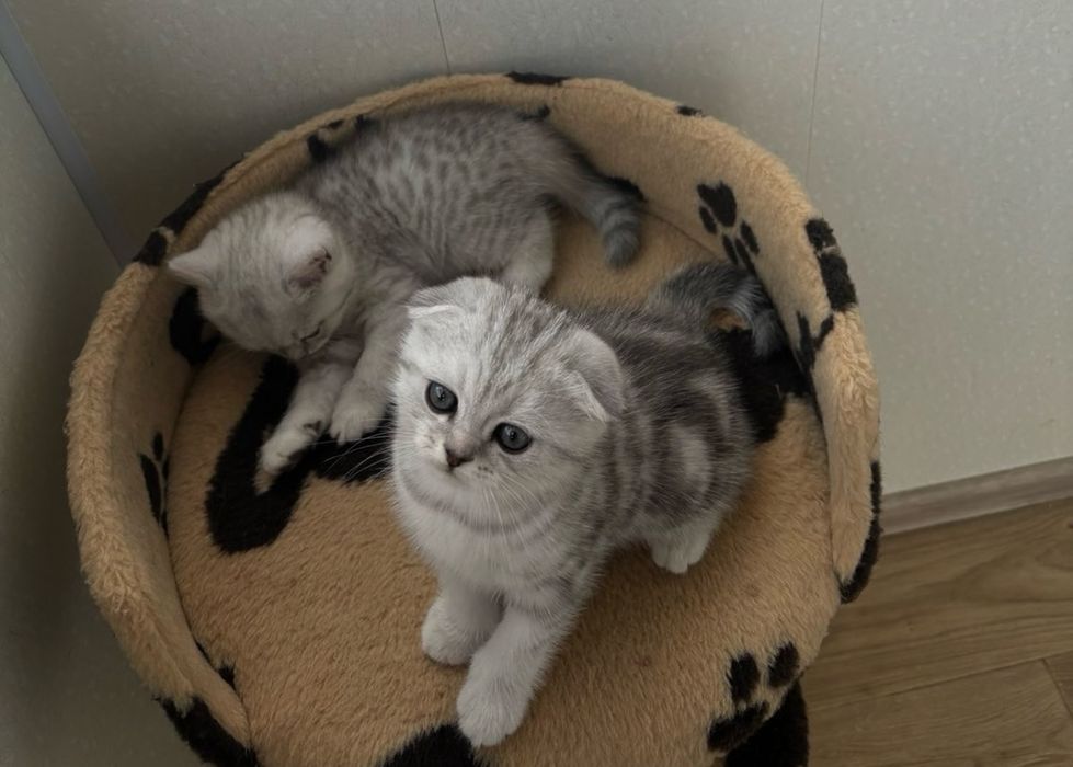 Продам кошеняток