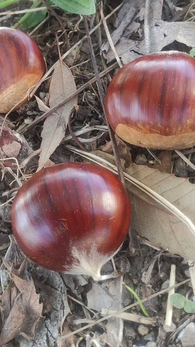 Castanhas Amarelal para venda