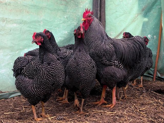 Яйце для інкубації, курчата, Амрокс. Птиця.