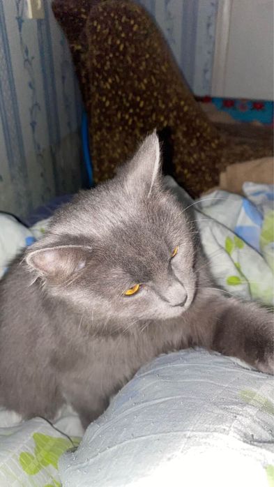 Відам в добрі руки кицю