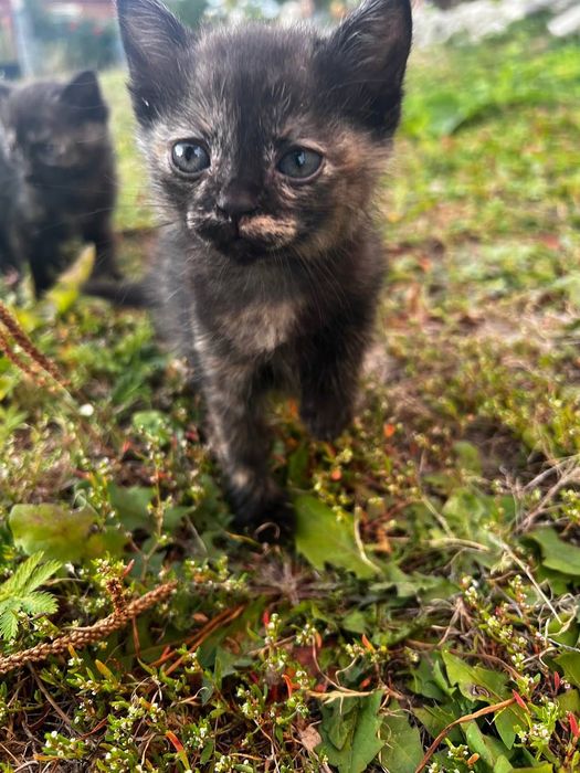 Відамо в хороші руки кошенята
