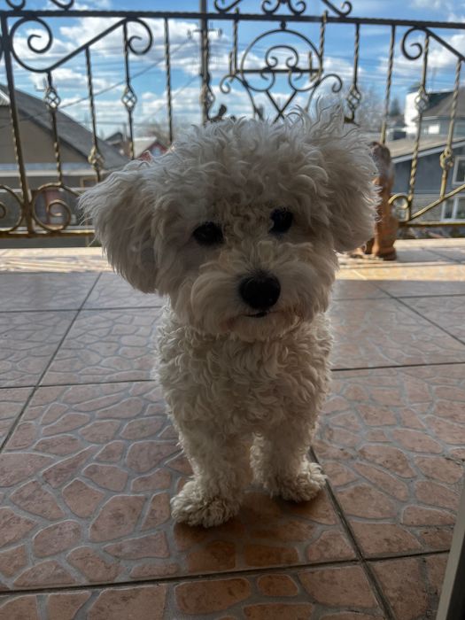 Бішон фрізе вʼязка