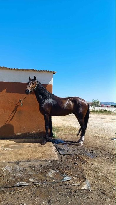 Cavalo castrado com 14 anos