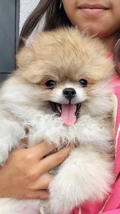 Lulu da Pomerânia macho com LOP (Pedigree) e Afixo