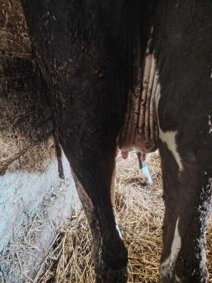 Sprzedam jałówkę cielną