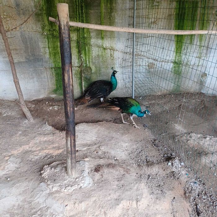 Pavões Asa Negra e Azul