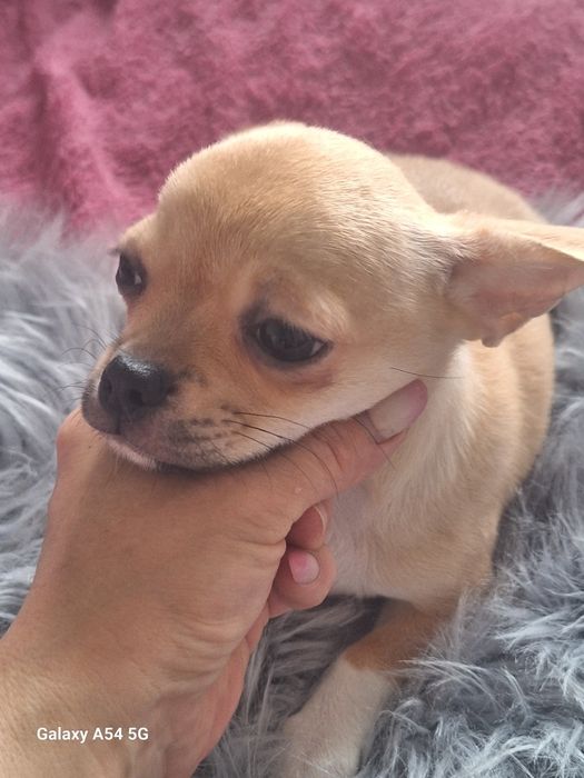 Beżowy chłopiec Chihuahua