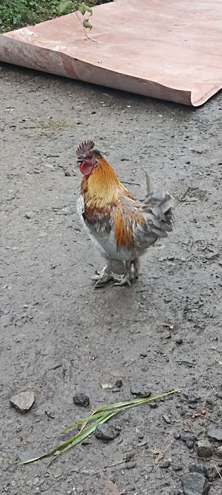 Продам молодих пухових курей