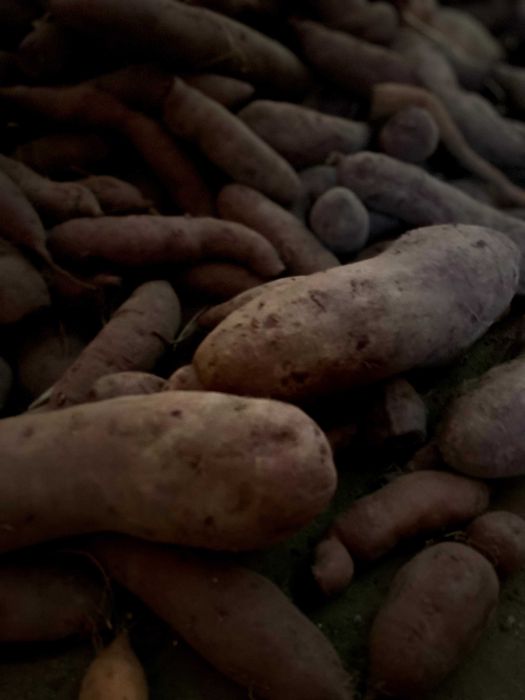 Batata-doce caseira - branca, laranja e roxa