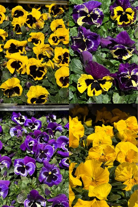 Bratki drobno i grubokwiatowe Stokrotki sprzedaz hurtowa