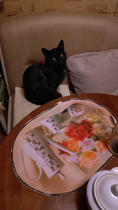 Молоденький котик