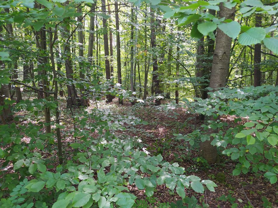 Działka budowlana 1,677 m2 - Sokolniki Las