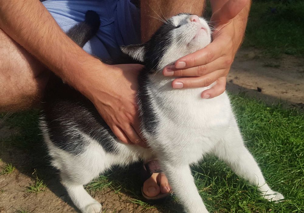 Poznań i okolice - młody kocurek Maniuś szuka domu