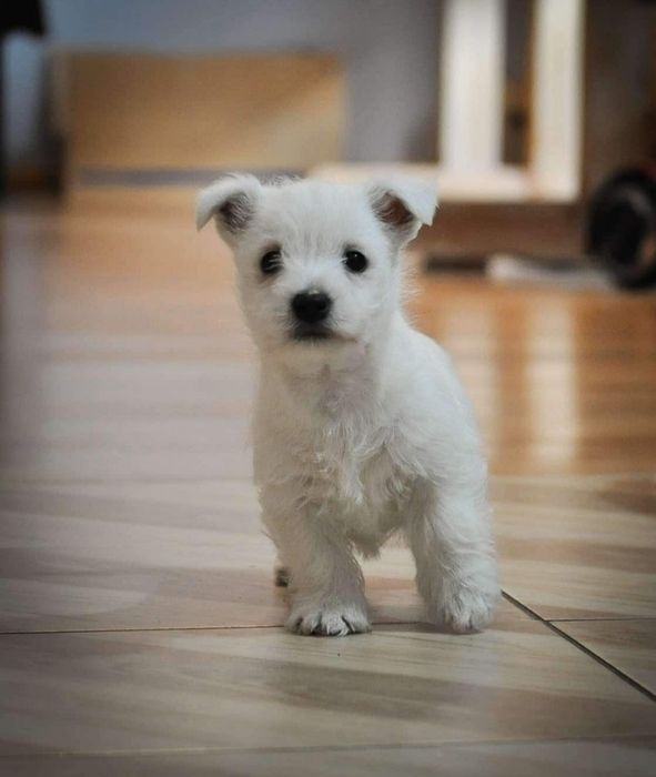 Szczeniak west highland white terrier-rasa dla alergików