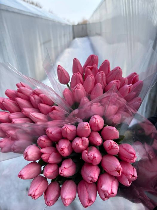 Квіти Тюльпани зріз опт