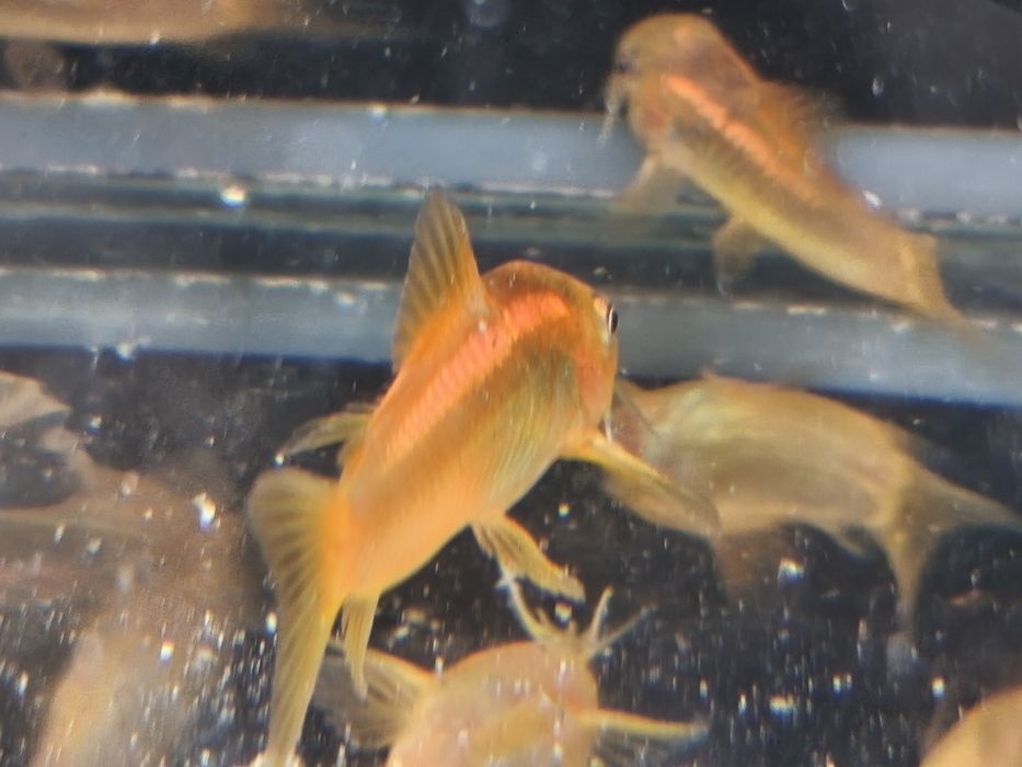 Kirysek Orange laser, CW 010