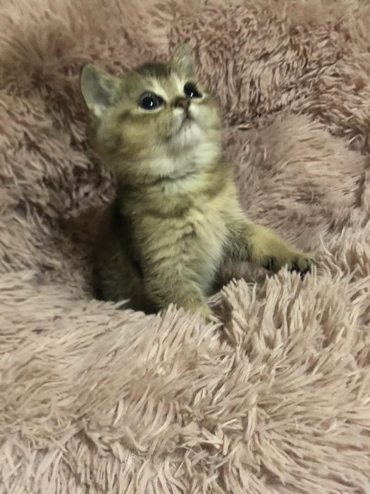 Котик золотої шиншили