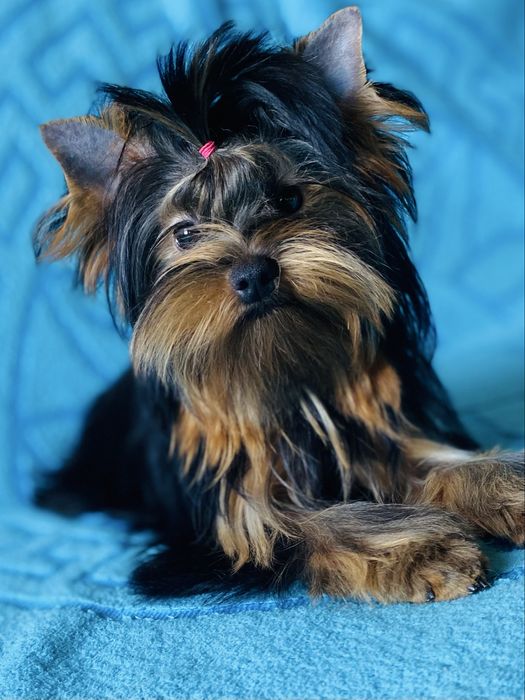 Девочка йоркширский терьер стандарт