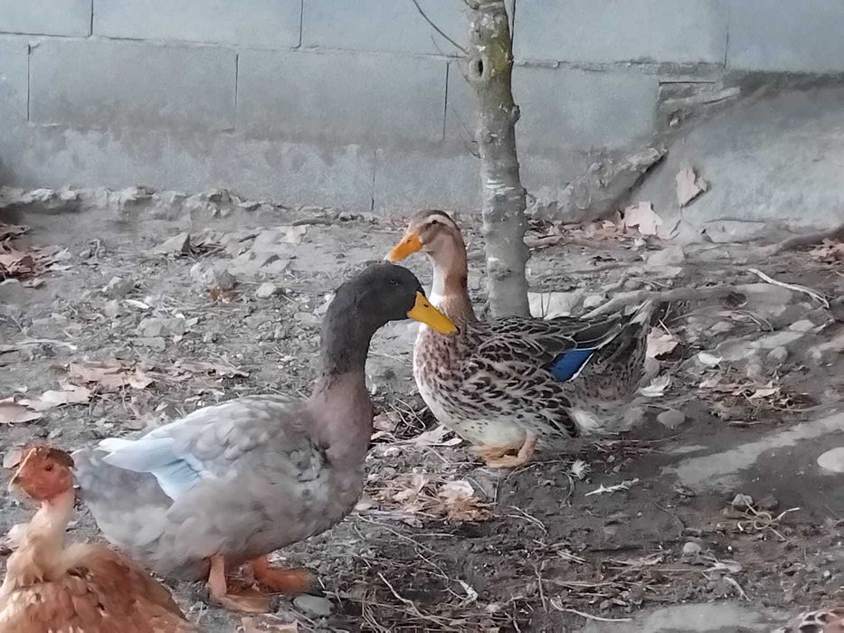 Vendo casal de Patos Reais com 6 meses de idade