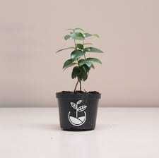 plantinhas de pitanga vermelhas e negras