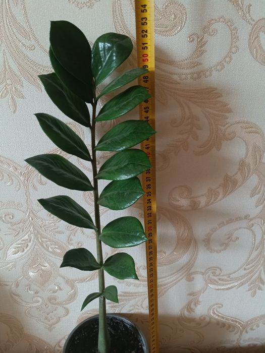 Продається заміокулькас.