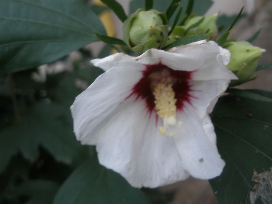 саженцы грунтовой китайской розы(гибискус)