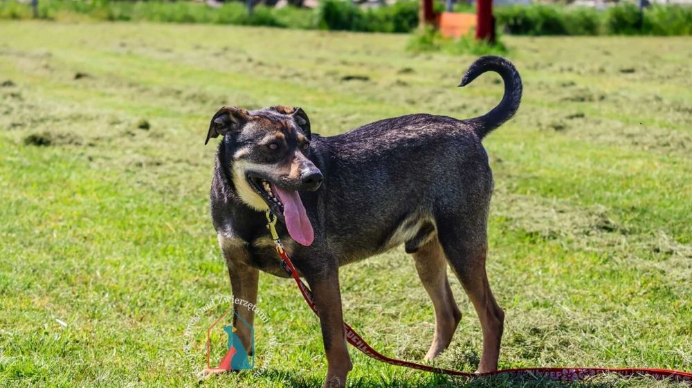 Delikatny, wrażliwy, łagodny, przytłacza go schronisko - adoptuj