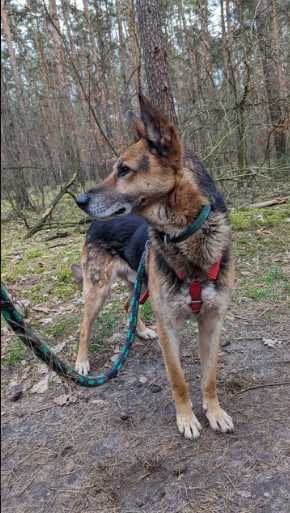 WOJAK szuka odpowiedzialnego i spokojnego domu