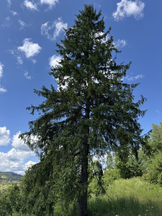 Продаж ділянки у Славське (14 сот.), БЕЗ КОМІСІЇ, вул. Стуса.