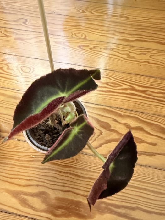 Begonia Listada.