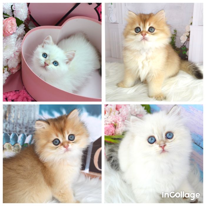 Британские котята золотая шиншилла /поинт/золота шиншила/британські