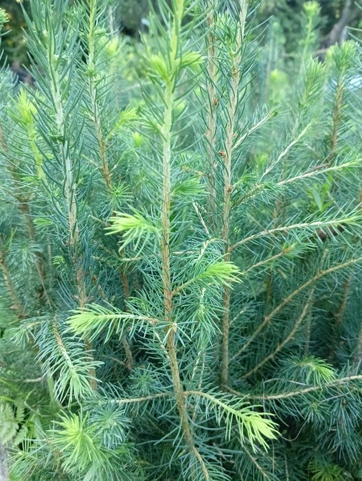 Sadzonki buka, graba ,świerka,olchy, modrzewia,lipy,jawora,jodły