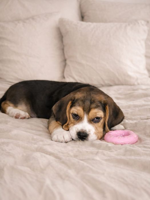 Бігль дівчинка. Цуценя бігля