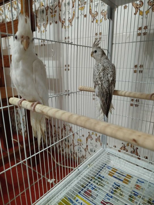 Caturras brancas e cinza