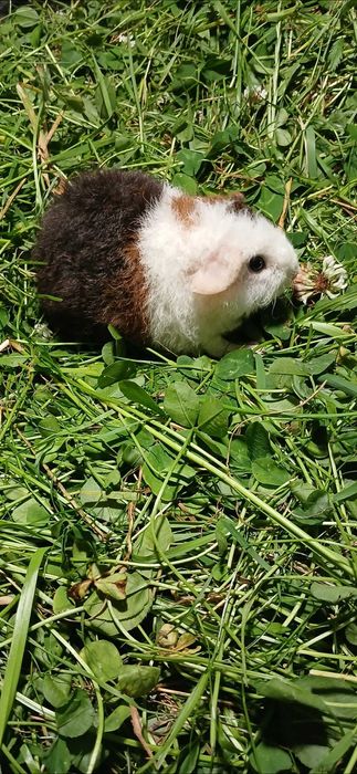 Американська Тедді