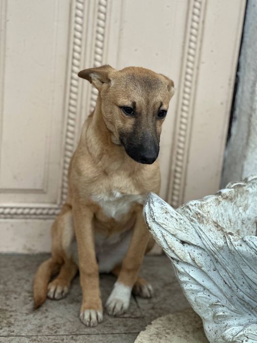 Собаки та ГРОШІ (певна сума на перший час)