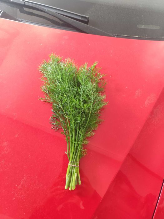 Świeży koper pęczki !