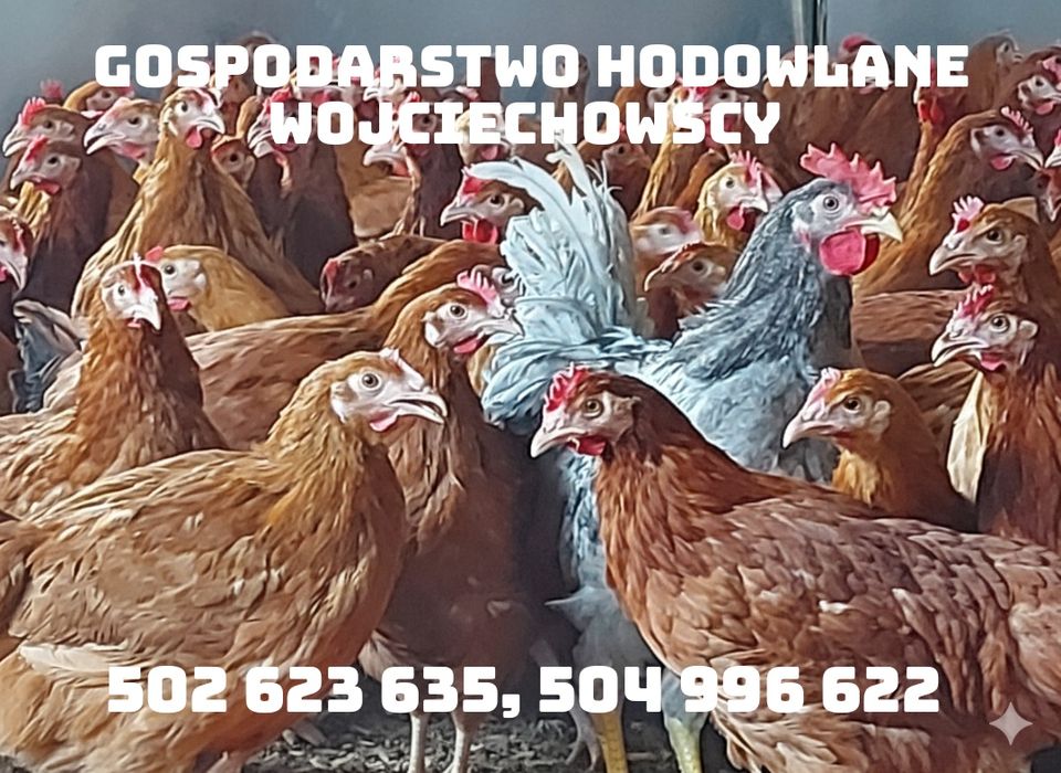 Młode kury nioski kokoszki Rosa Dominant