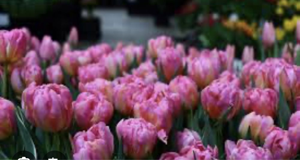 Пропоную тюльпан на гурт до свят -14.02 та 08.03