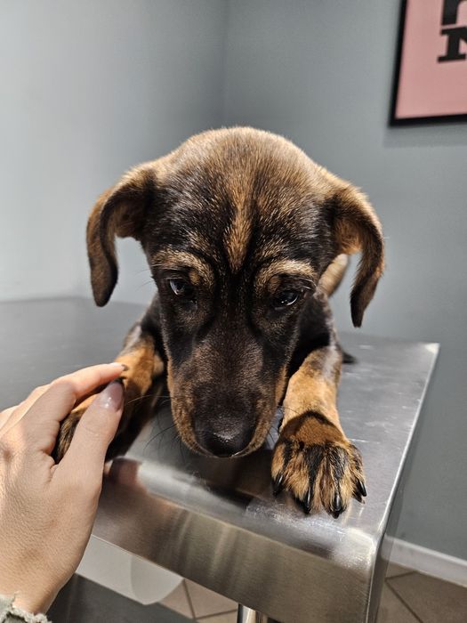 Suczka 11 miesięcy do adopcji