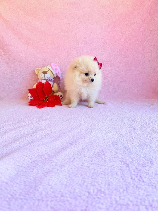 Spitz Alemão Anão Fêmea Maravilhosa